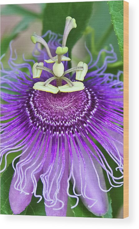 Cultivated Flowers - Plants Wood Print featuring the photograph Passion Flower by Albert Seger