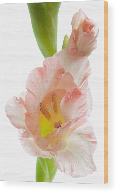 Gladiolus Wood Print featuring the photograph Peach Flushed Gladiolus by Ann Garrett