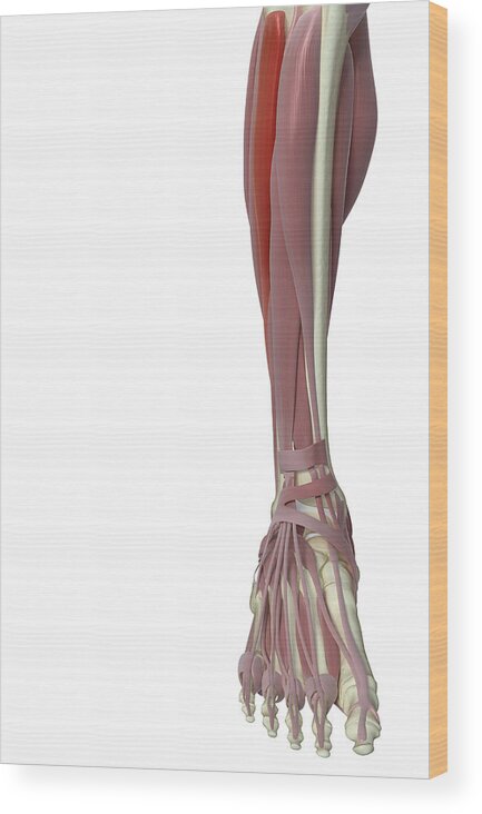 Vertical Wood Print featuring the photograph Peroneus Longus by MedicalRF.com