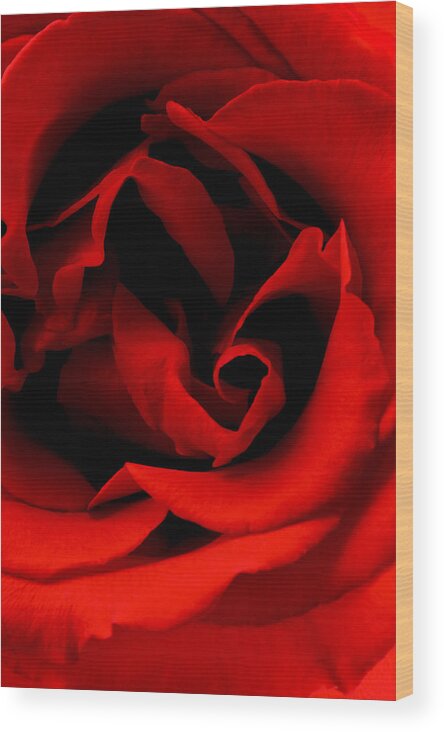 Perla Copernik Wood Print featuring the photograph Photograph of a Red Rose by Perla Copernik