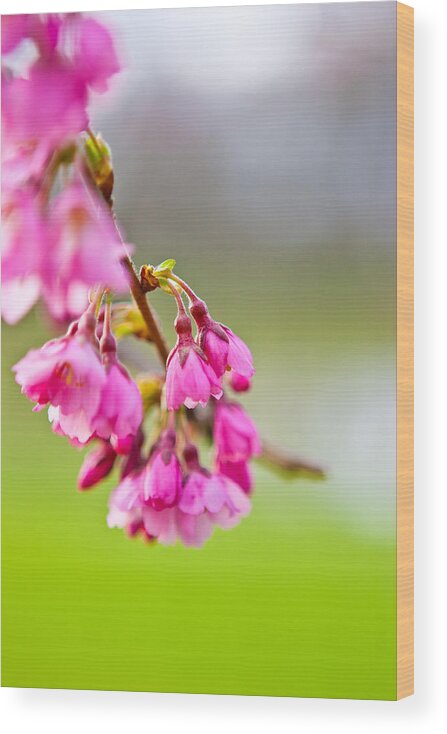 Blossom Wood Print featuring the photograph Pink Blossom by Joseph Bowman