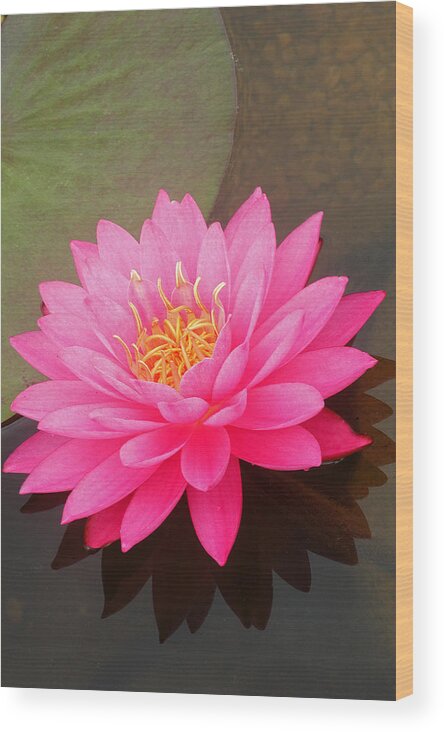 Pink Lily Wood Print featuring the painting Pink Lily by Pat Exum