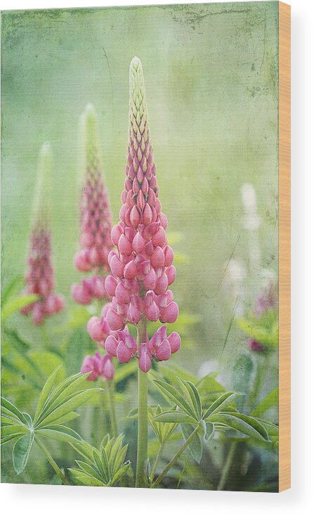 Lupine Wood Print featuring the photograph Pink Lupine by Cindi Ressler