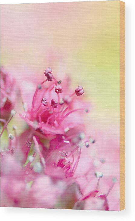 Flower Wood Print featuring the photograph Pink Magic by Sharon Johnstone