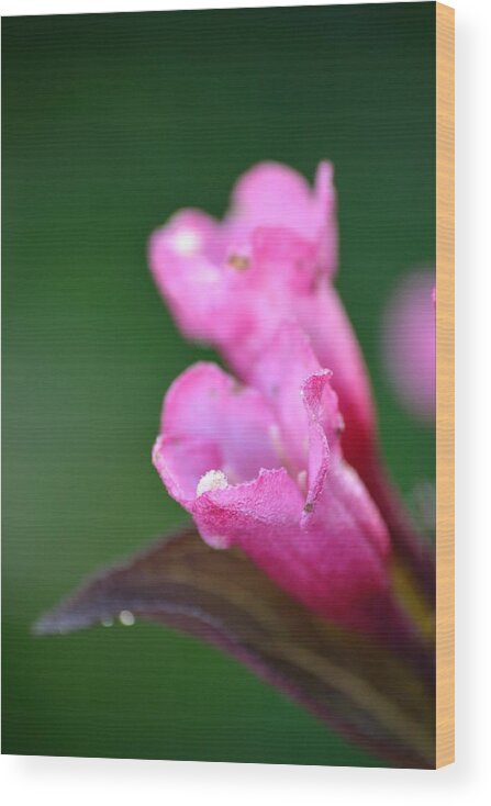 Weigela Wood Print featuring the photograph Pink Weigela by JD Grimes