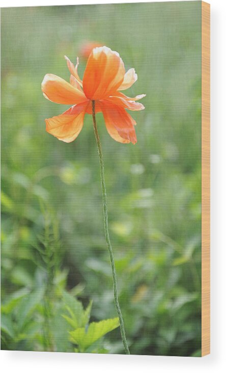 Flower Wood Print featuring the photograph Poppy by Kelley Nelson