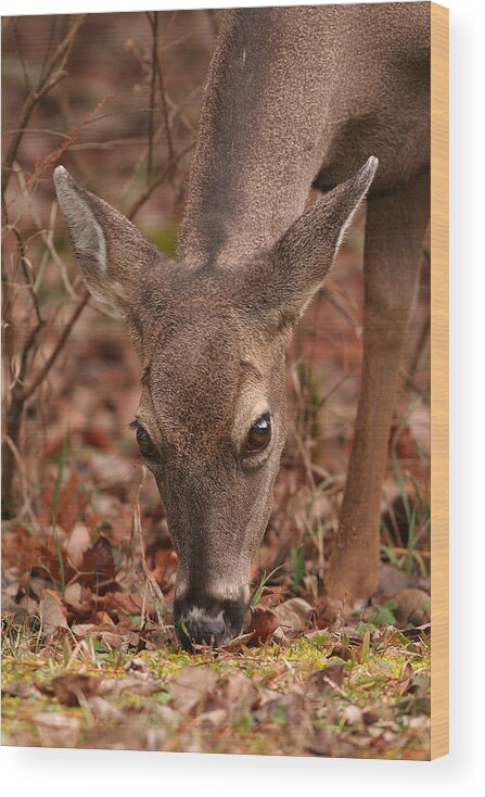 Odocoileus Virginanus Wood Print featuring the photograph Portrait Of Browsing Deer Two by Daniel Reed