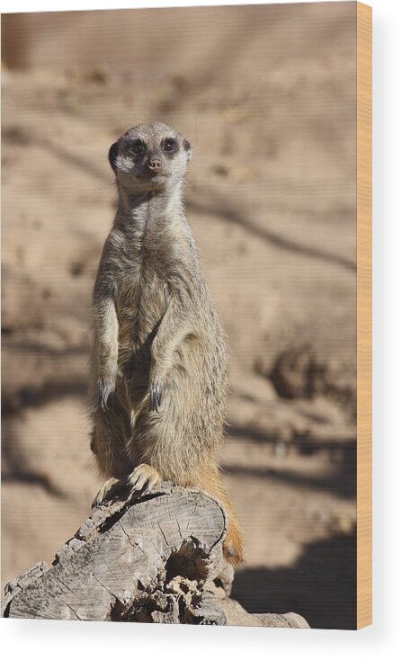 Meerkat Wood Print featuring the photograph Posing perfectly by Kim Galluzzo