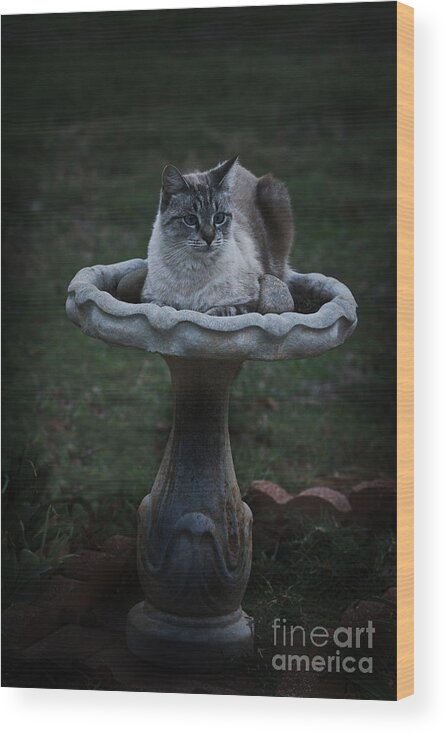 Cat Wood Print featuring the photograph Pray for Rain by Kim Henderson