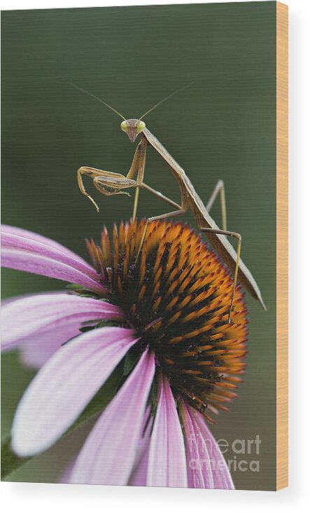 Praying Wood Print featuring the photograph Praying Mantis and Coneflower - D008024 by Daniel Dempster