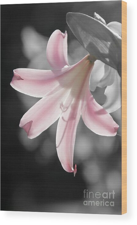Flowers Wood Print featuring the photograph Pretty Pink Blossom by Paul Topp