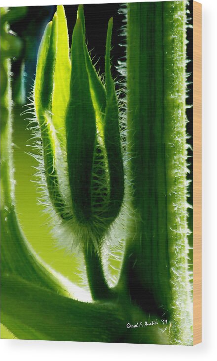 Bokeh Wood Print featuring the photograph Prickly Affairs by Carol F Austin