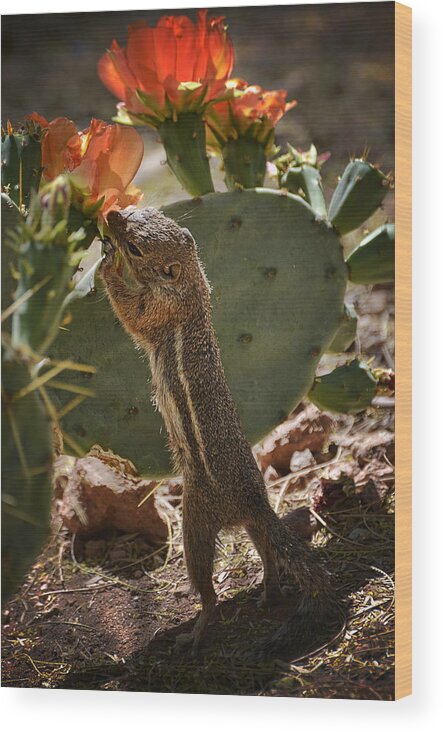 Antelope Ground Squirrel Wood Print featuring the photograph Prickly Lunch by Saija Lehtonen