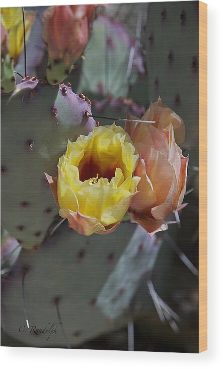 Cactus Wood Print featuring the photograph Protected Blossoms by Cheri Randolph