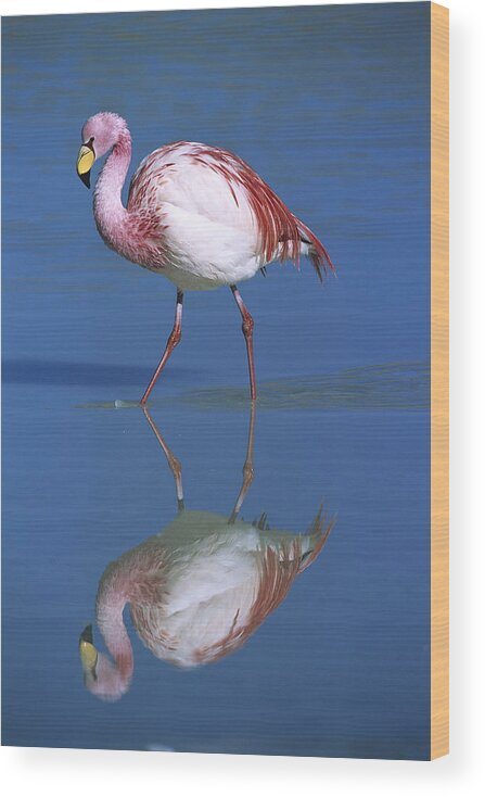 Mp Wood Print featuring the photograph Puna Flamingo Phoenicopterus Jamesi by Tui De Roy