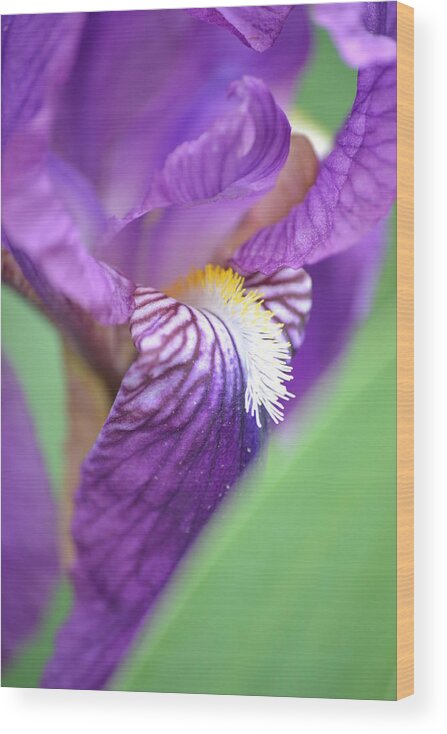 Iris Wood Print featuring the photograph Purple Iris by JD Grimes
