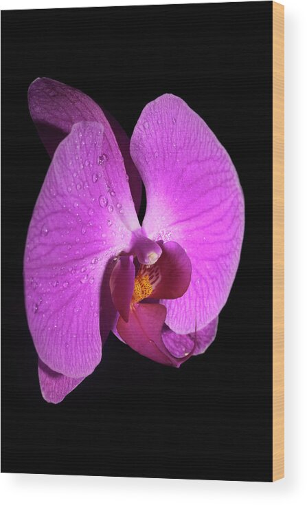 Orchid Wood Print featuring the photograph Purple Orchid by Nick Shirghio