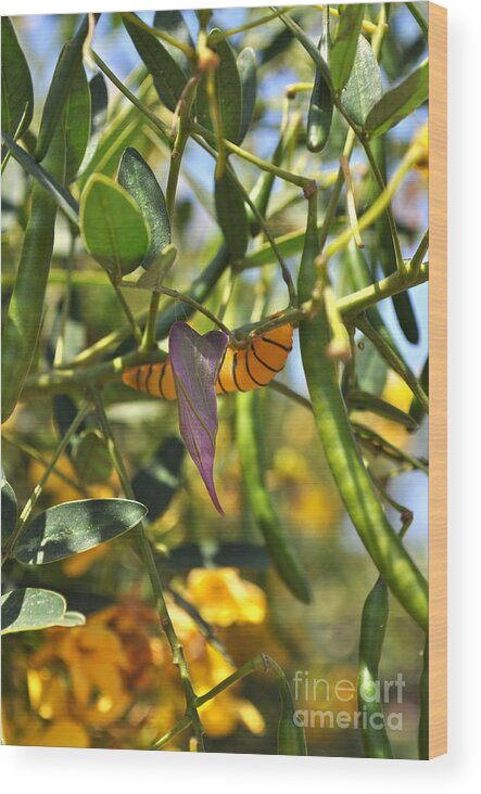 Chrysalis Wood Print featuring the photograph Purple Pink Green Chrysalis by Bridgette Gomes