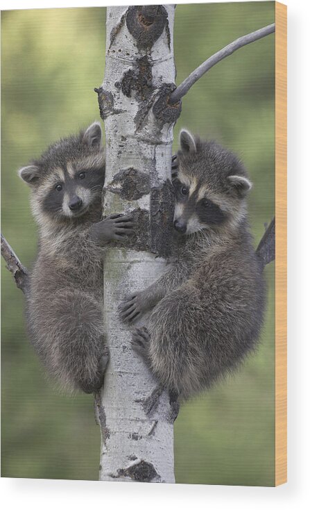 00176521 Wood Print featuring the photograph Raccoon Two Babies Climbing Tree North by Tim Fitzharris