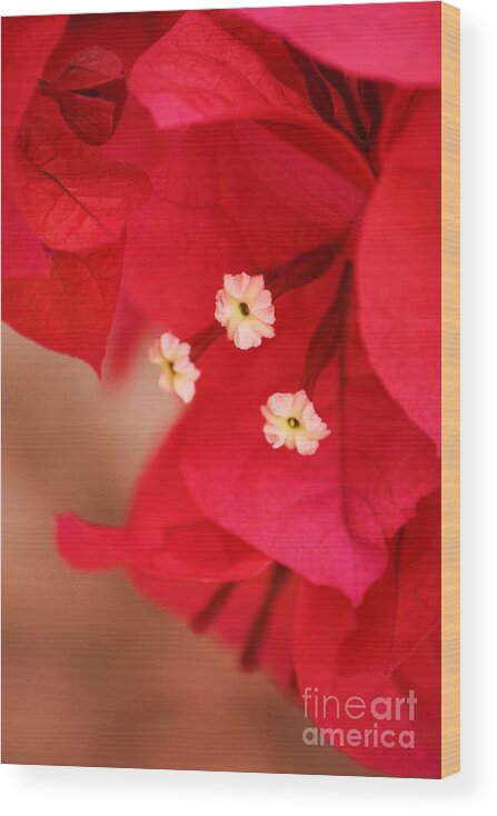 Bougenvilla Wood Print featuring the photograph Radish Red by Julie Lueders 