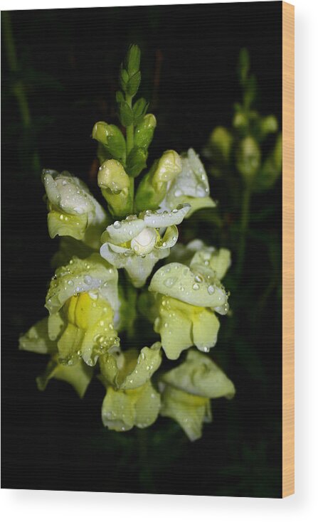 Raindrops Wood Print featuring the photograph Raindrops on Snapdragons by Karen Harrison Brown