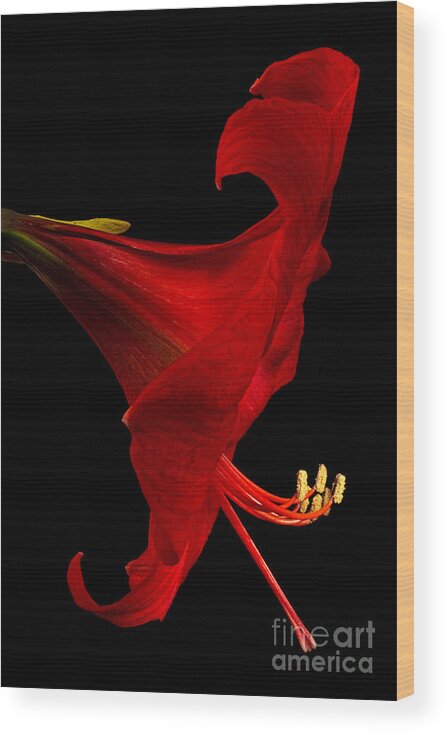 Amaryllis Wood Print featuring the photograph Red Amaryllis - 4 by Ann Garrett