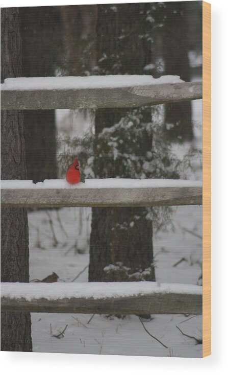 Birds Wood Print featuring the photograph Red Bird by Stacy C Bottoms