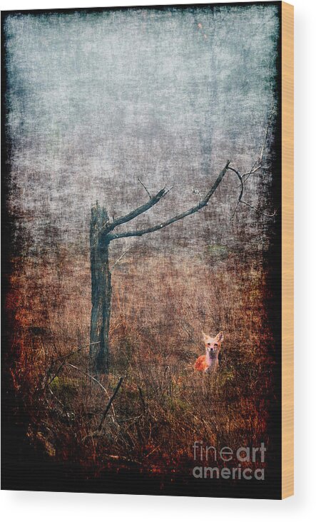 Fox Wood Print featuring the photograph Red fox under tree by Dan Friend