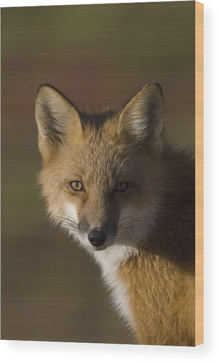 Mp Wood Print featuring the photograph Red Fox Vulpes Vulpes Portrait, Alaska by Michael Quinton