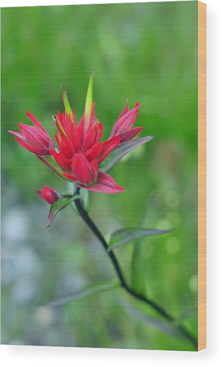 Wildflowers Wood Print featuring the photograph Red Indian Paintbrush by Lisa Phillips