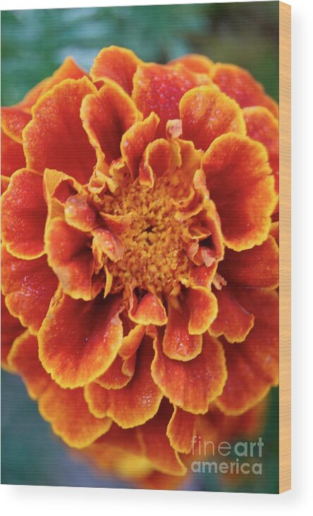 Orange Wood Print featuring the photograph Red-Orange Marigold by Danielle Scott