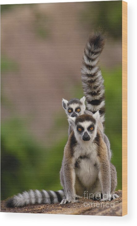 Mp Wood Print featuring the photograph Ring-tailed Lemur Lemur Catta Mother by Pete Oxford