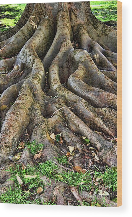 Tree Wood Print featuring the photograph Roots of Glory by Mariola Bitner