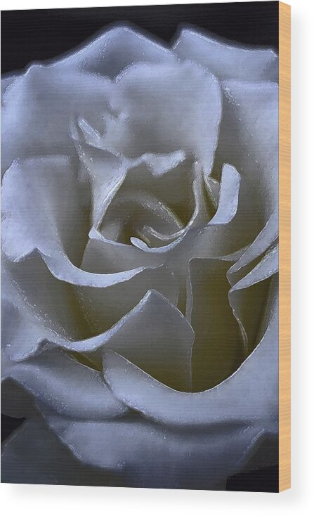 Floral Wood Print featuring the photograph Rose 156 by Pamela Cooper