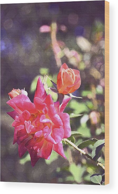 Floral Wood Print featuring the photograph Rose 165 by Pamela Cooper