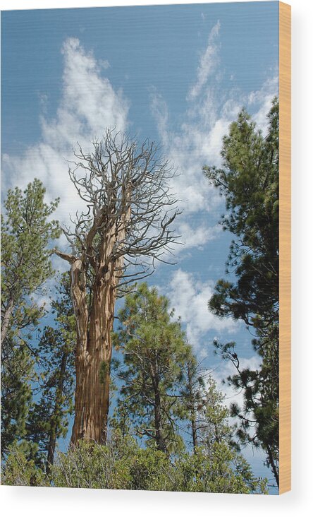 Trees Wood Print featuring the photograph Salute to Glorious Trees Lake Tahoe by LeeAnn McLaneGoetz McLaneGoetzStudioLLCcom