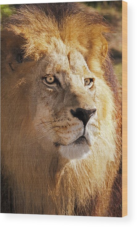 Lion Wood Print featuring the photograph Sanctuary King by Donna Proctor