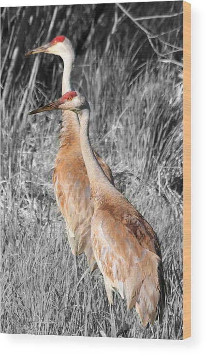 Sandhill Wood Print featuring the photograph Sandhill Cranes in Select Color by Mark J Seefeldt