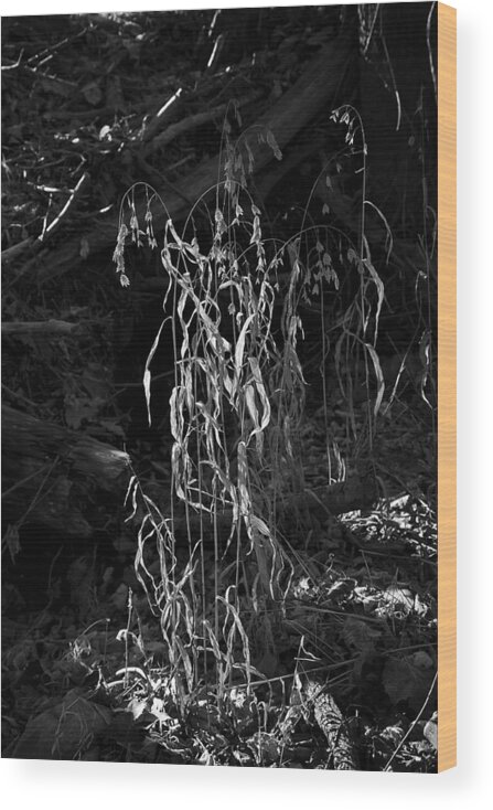 Black And White Wood Print featuring the photograph Saw Oats in River Flood Area by Michael Dougherty