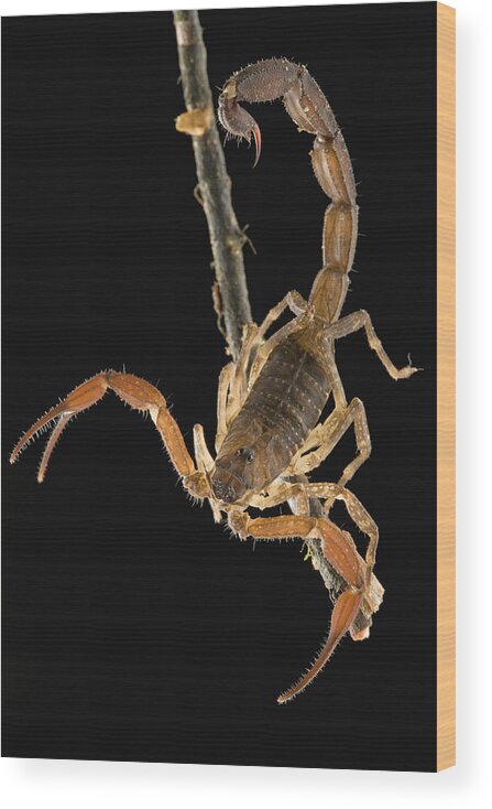 00298514 Wood Print featuring the photograph Scorpion Showing Stinger And Claws by Piotr Naskrecki