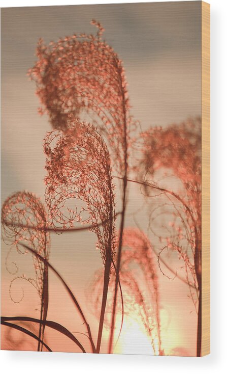 Beach Wood Print featuring the photograph Seagrass by Kyle Lee