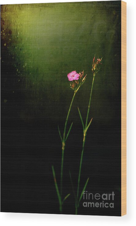 Flower Wood Print featuring the photograph Seeking light by Silvia Ganora