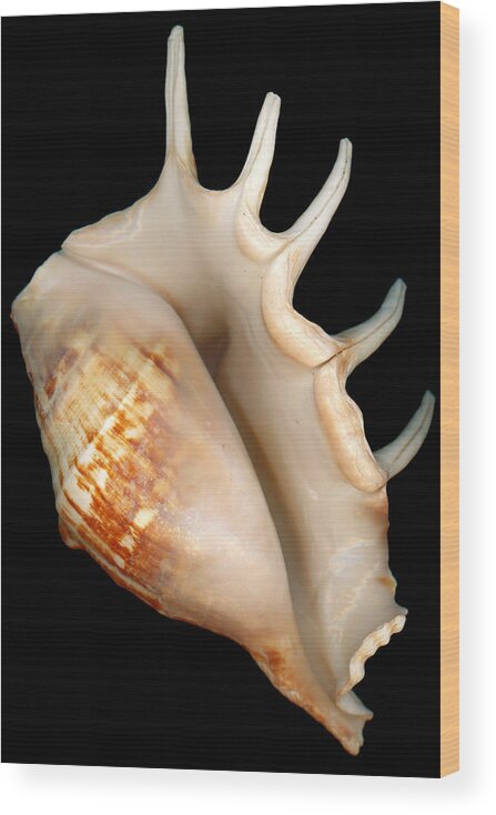 Conch Wood Print featuring the photograph Shell - Conchology - Conch by Mike Savad