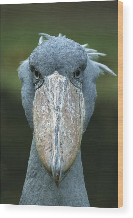 Mp Wood Print featuring the photograph Shoebill Balaeniceps Rex Portrait by Konrad Wothe