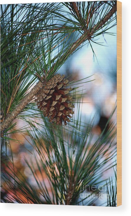 Pine Cone Wood Print featuring the photograph Signs of Fall by Robert Meanor