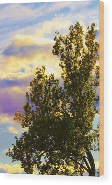 Tree Wood Print featuring the photograph Skies Beyond The Tree by Bill and Linda Tiepelman