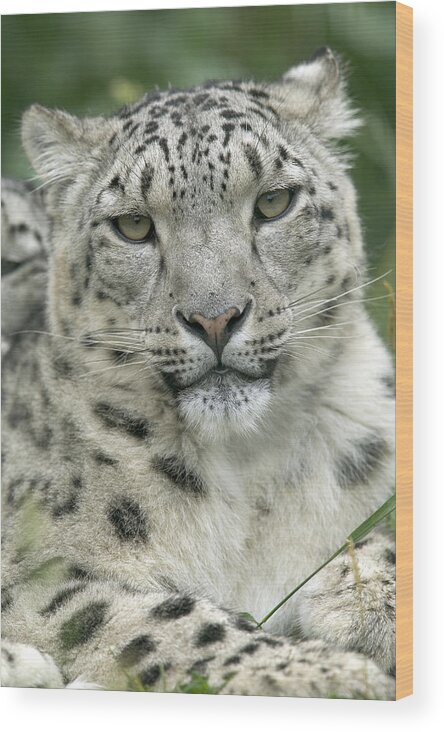Mp Wood Print featuring the photograph Snow Leopard Uncia Uncia Portrait by Cyril Ruoso