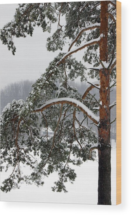 Pinetree Wood Print featuring the photograph Snow Pine by Michelle Joseph-Long