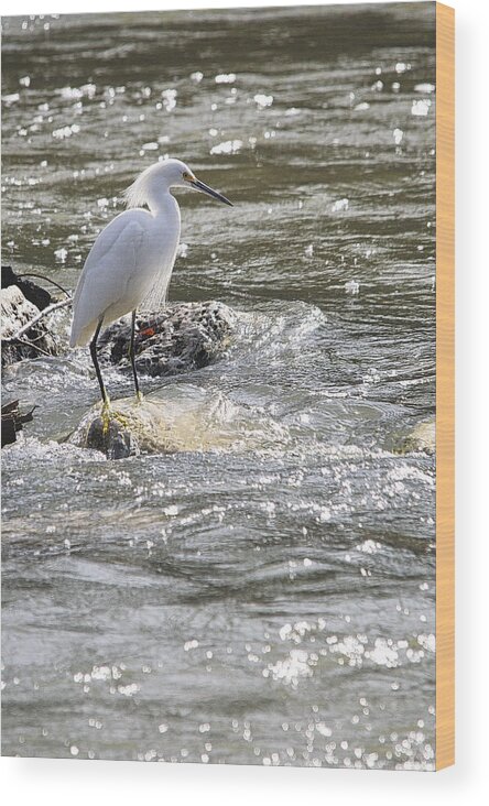 Bird Wood Print featuring the photograph Snowy Egret Hunting by Roy Williams