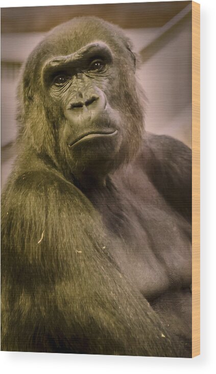 Gorilla Wood Print featuring the photograph So Like Us by Heather Applegate